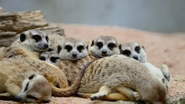 Video thumbnail for Keeping Meerkats As Pets: Pros and Cons
