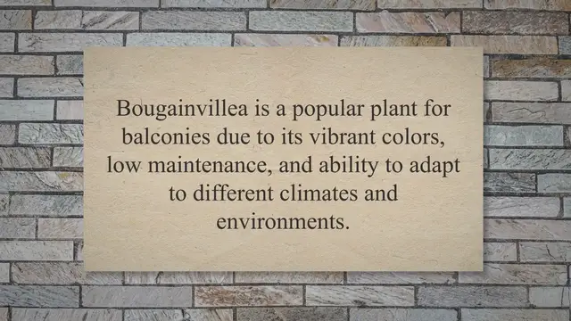 'Video thumbnail for Bougainvillea: The Perfect Balcony Plant!'