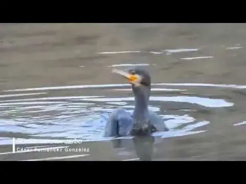 Video thumbnail for Cormorán grande (Phalacrocorax carbo)