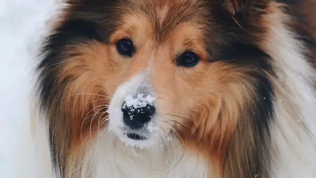 Video thumbnail for Shetland Sheepdog (Sheltie): Pros & Cons