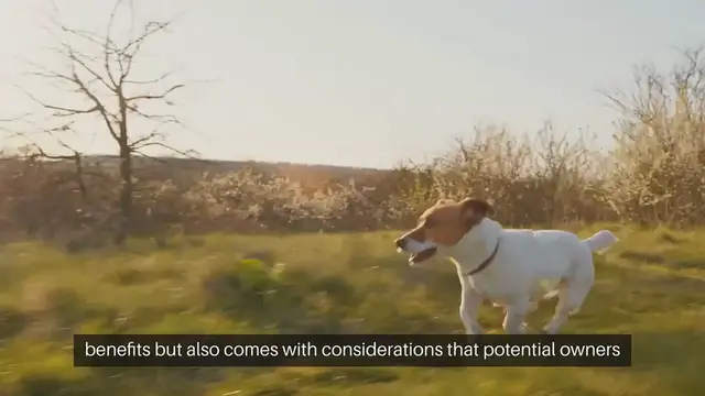 Video thumbnail for Pros and cons of adopting a pet