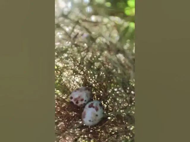 Video thumbnail for Egg Bird viral Bird Birdviral#024 #newbornkids #viral #trending #shorts #short  #birdwatching #