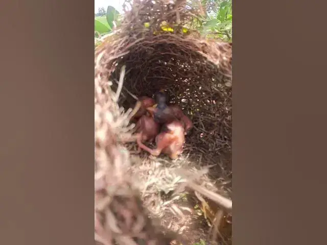 Video thumbnail for #birdslover #birdwatch #wildlife #birdwatching #nature #birdfeeding #birdsound #birds #cuteanimals