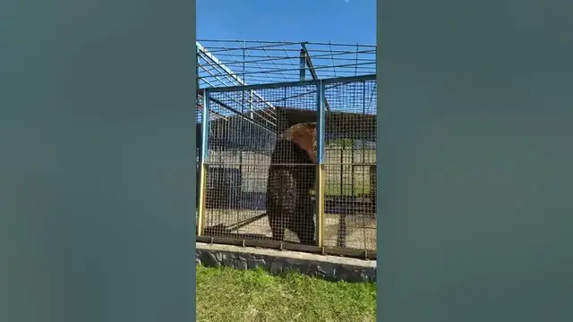 Video thumbnail for That must be bear's itchy – Brown bear scratches his back against the bear cage!
