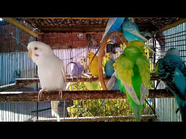 'Video thumbnail for . 😌 O Som Mais Relaxante do Dia – Periquitos na Natureza 🌿🎶'