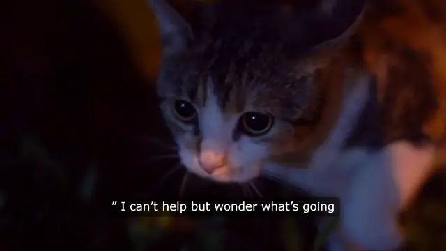 Video thumbnail for Cat Butt in face