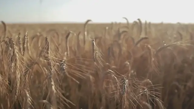 Video thumbnail for The Benefits of Investing in Agricultural Stocks