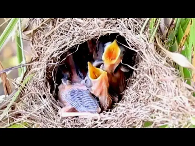 Video thumbnail for Wow Mama Bird Nurtures Chirping Nest Babies