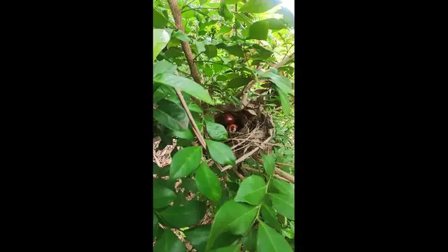 Video thumbnail for The Egg Bird life #babybird #dove #dovebird #nestbird #shortbird #nestdove #birdeat #birdfeed