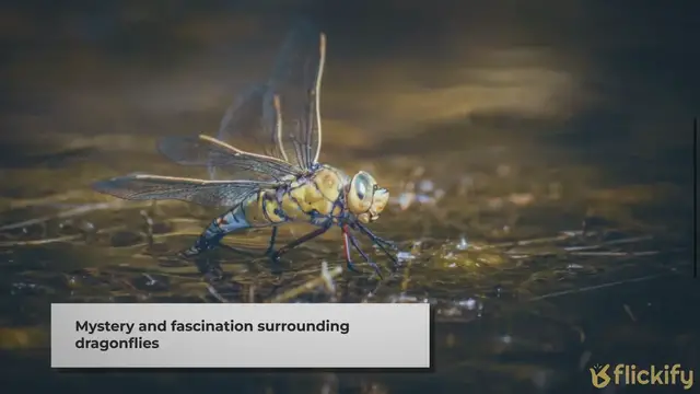'Video thumbnail for The Spiritual Essence of Dragonflies: Unraveling Their Symbolic Meaning'