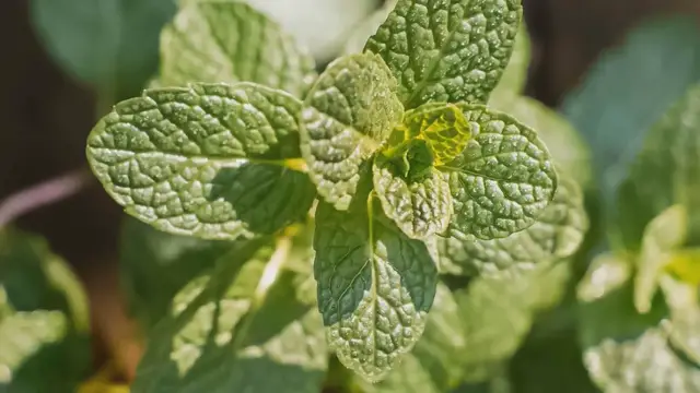 'Video thumbnail for Mastering Mint: How to Grow, Care, and Harvest Your Own'
