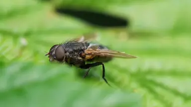 'Video thumbnail for Natural Scents That Repel Flies: Create a Pest-Free Summer'