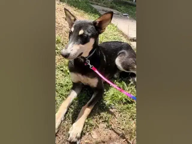 Video thumbnail for #dogshorts#doglove