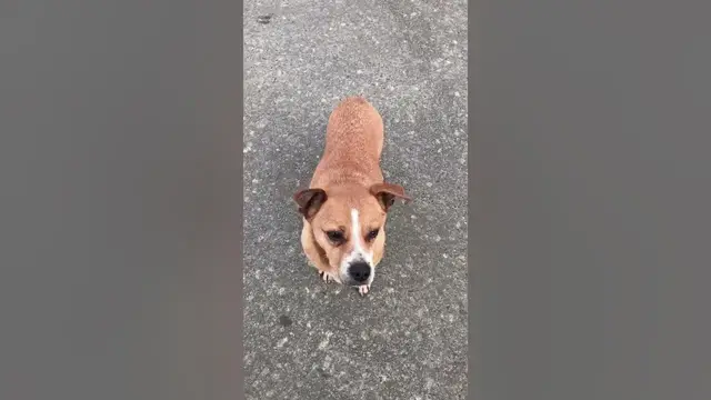 Video thumbnail for Why dogs feel good people..#shorts