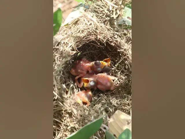 Video thumbnail for Baby bird waiting Feed in Nest Mother Bgrown bitd feeding EP#101  #birdslover #birdwatch #wildlife #