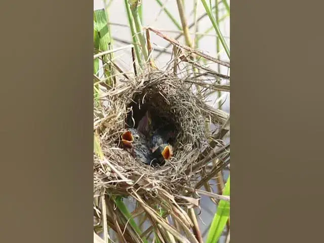 Video thumbnail for All Babies Bird Cries Feed AP#043 #Feedigbirds #nature #shortvideo #viralvideo #birds #wolfbird #nes