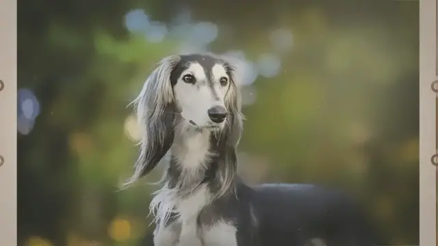 Video thumbnail for Pärsia hurt või saluki: iseloom, haridus, tervis, hind