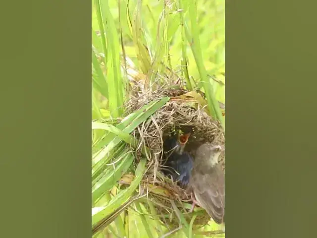 Video thumbnail for Baby Birds Hunt for Grasshoppers Eat EP#277 #birds #birdslover #finch #finchfinch #petbird #nature