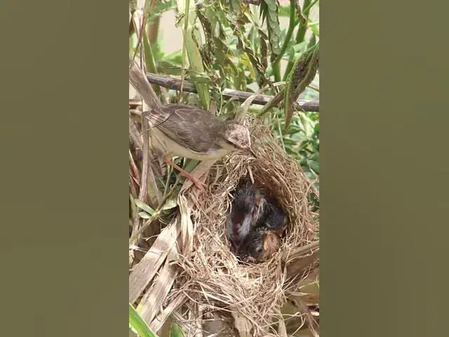 Video thumbnail for Top Bird & Babies Bird   #birdwatching #birdslover #birdparenting #birdspotting #nature #birdkids