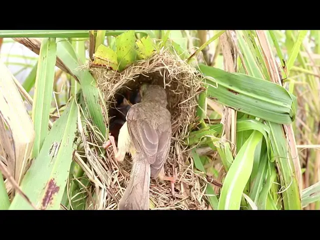 Video thumbnail for Mother Grown Bird Catch Worm To Feed Baby in Nest  @ViralBirdNest