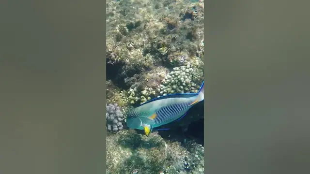 Video thumbnail for Why is it called a surgeonfish? #shorts