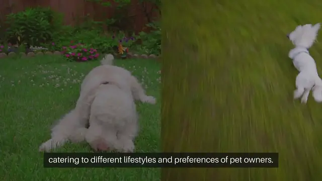 Video thumbnail for High energy pets vs low energy pets