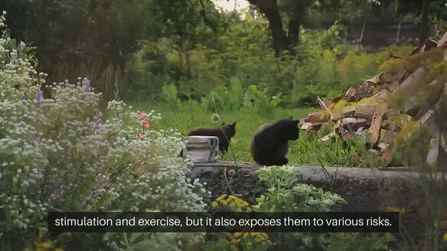 Video thumbnail for Outdoor Cat Safety Tips