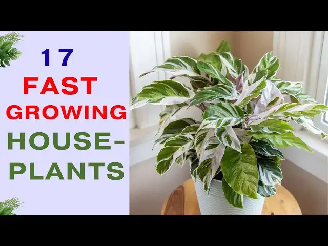 'Video thumbnail for 17 Fast Growing Houseplants for a Lush Indoor Garden | Fast Growing Easy Indoor Plants'