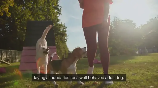 Video thumbnail for Puppy Training Programs