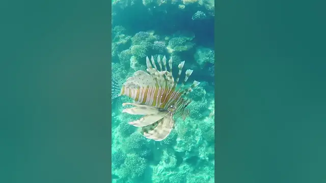Video thumbnail for Exotic Fish #shorts