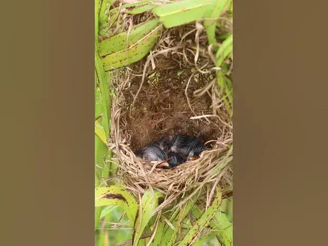 Video thumbnail for Baby bird waiting Feed in Nest Mother Bgrown bitd feeding EP#089 #birdslover #birdwatch #wildlife #n