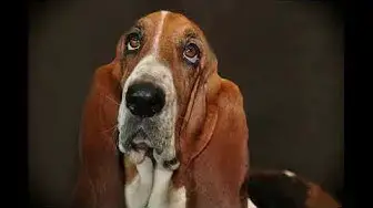 Video thumbnail for What to Feed a Basset Hound