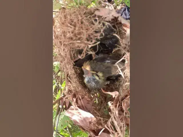 Video thumbnail for #babycryfeed #amazingbird #topbird #Feeding #BabyBirds #inNest #Heartwarming #WildlifeClip #birdslov
