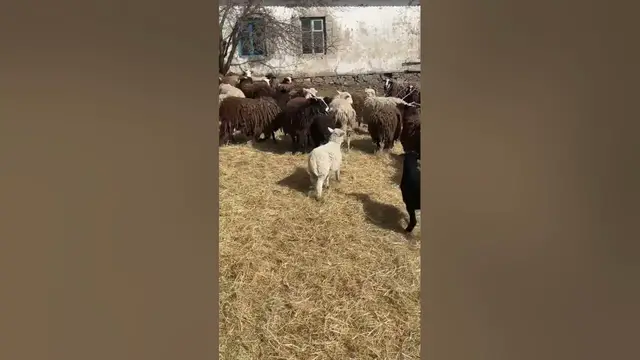 Video thumbnail for Sheep Enjoy the Simple Life: Watch Them Eat and Relax in the Sun😍😘#shorts