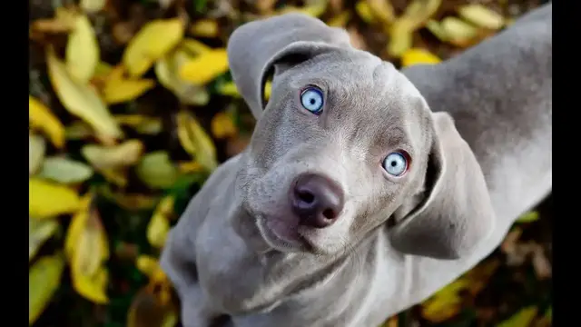 Video thumbnail for 25 Pros and Cons of Owning a Weimaraner