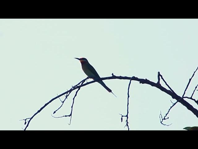 Video thumbnail for Green bird wild forest crie here everydays