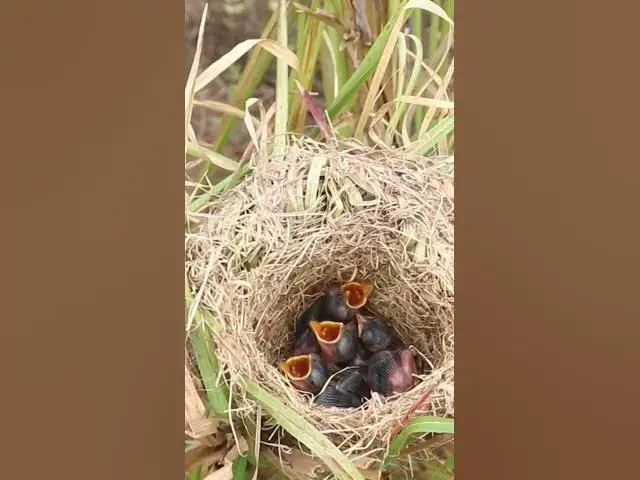 Video thumbnail for Top Mother Feeding Bird babby Mother Feeding Bird babby #birdspotting #birdslover #birdwatch #wildli