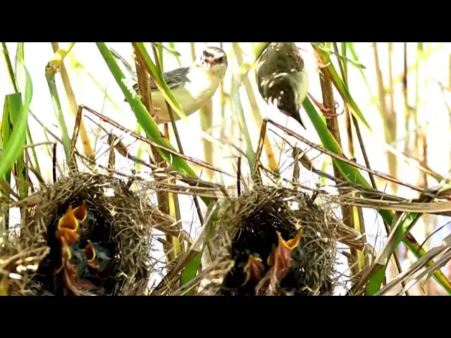 Video thumbnail for Nesting Sparrow Cares for Young with Gentle Cries [ @ViralBirdNest ]