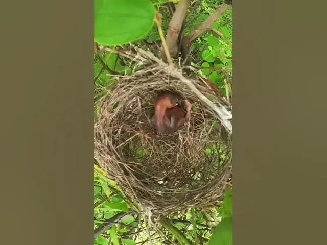 Video thumbnail for Baby Peacock raising in Nest #Ornithology #Nature #Biodiversity #Eggceptional #Eggstraordinary #Eggs