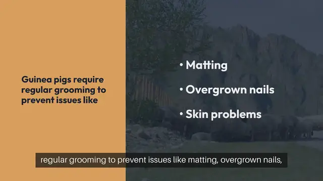 Video thumbnail for Guinea Pig Grooming Tips