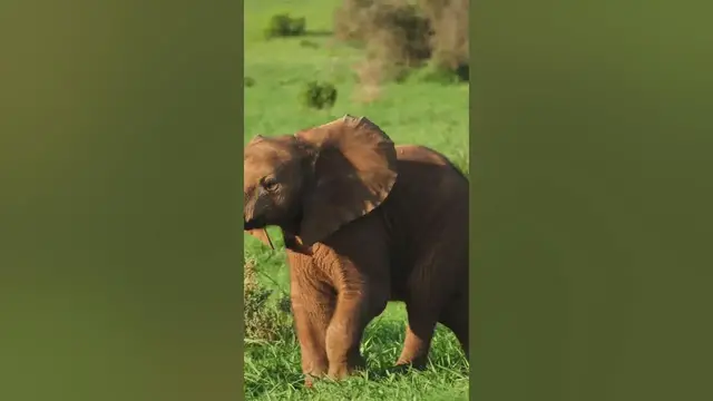 Video thumbnail for A baby elephant is called a calf. 😍 #shorts