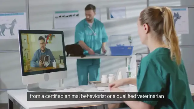 Video thumbnail for Pet Behavior Consultation