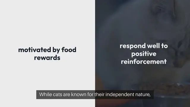 Video thumbnail for Training Cats With Treats