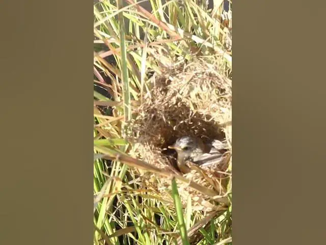 Video thumbnail for #babycryfeed #amazingbird #topbird #Stripethroated #Bulbul #Feeding #BabyBirds #inNest #Heartwarming