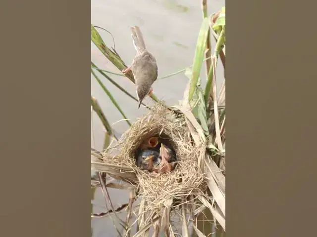 Video thumbnail for Baby Bird's Remarkable Feat EP#108 #birdslover #birdwatch #wildlife #viralvideo #birds #birdspotting