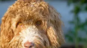 Video thumbnail for 16 Pros and Cons of Owning a Labradoodle