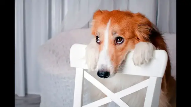 Video thumbnail for Can Dogs Eat Cracker Jacks?