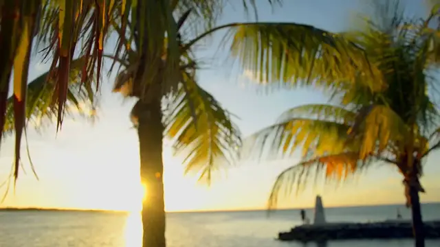 Video thumbnail for palme