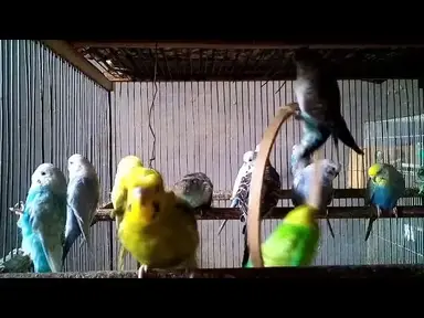 'Video thumbnail for 조용한 앵무새의 지저귐으로 힐링하기 🕊️'