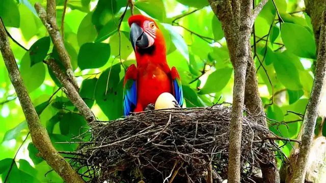 'Video thumbnail for a macaw rhymes'
